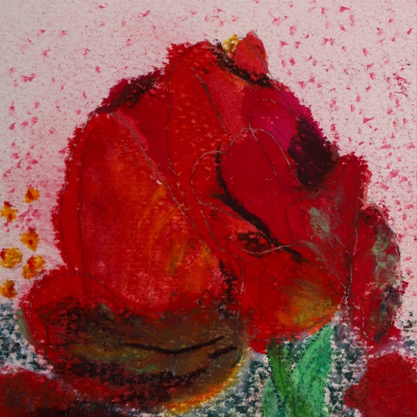 Tulpe - traumhafte Blüte separat, Momente im Frühjahr und Sommer 2025 in der Natur